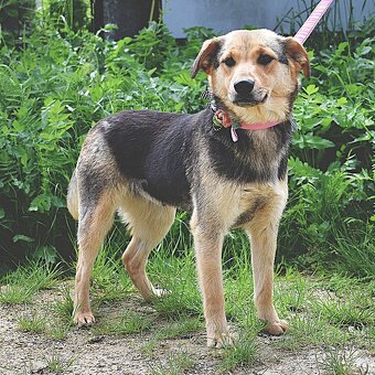 ŠEJLA K ADOPCI - 1 ROK, VDĚČNÁ, ODDANÁ,LASKAVÁ - 8