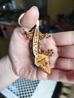 Pagekon řasnatý 0,1 - 8