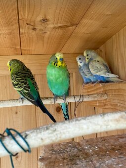 Prodám mladé andulky - 8