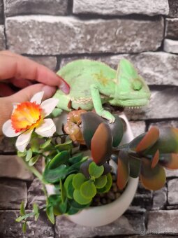 chameleon jemenský - 8
