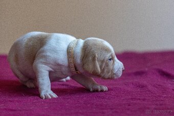 Saintgermánský ohař - štěňátka k zamluvení - 8