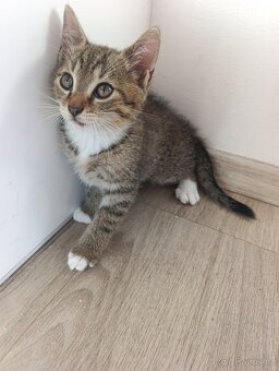 Koťátka k odběru - 8