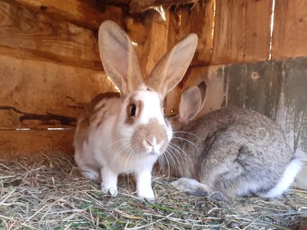 Samičky a samci Českého strakáče - 8