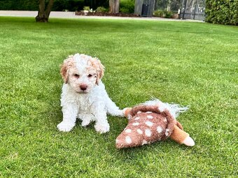 Lagotto Romagnolo s PP - Italský vodní pes - 8