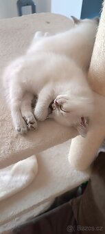 Koťátka ragdoll bez PP - 8