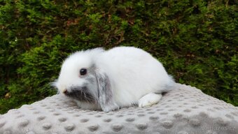 Zakrslý beránek, králíček, králík - MOLLY - 8