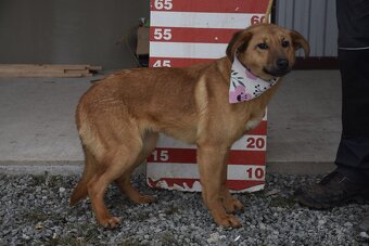 Žofka hledá domov - 8