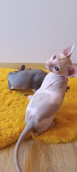 Donský sphynx - krásná koťátka - 8