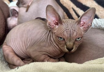 Koťata Sphynx-Elf-Strike - 8
