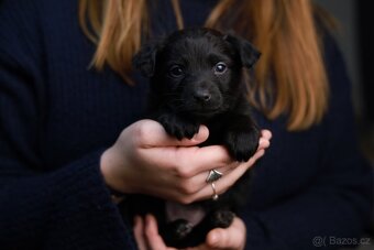 Štěňata křížence k odběru ihned - 8