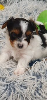 Jorkširsky terier biwer - 8