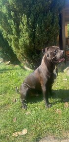 American Bully XL krytí - 8
