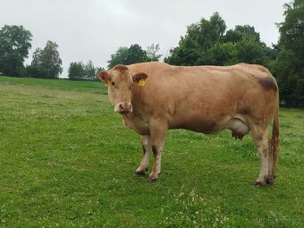 Ošetřovatel skotu - masný dobytek - 8