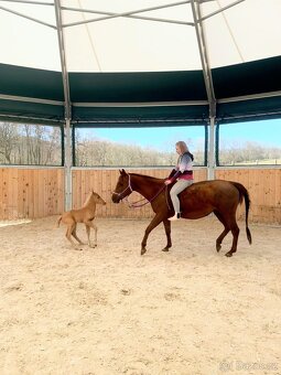 Palomino klisna American Quarter Horse po rodičích s LTE - 8