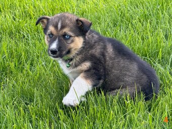 Štěňata husky a labrador - 4 fenky a 1 pes k odběru od 18.5. - 8
