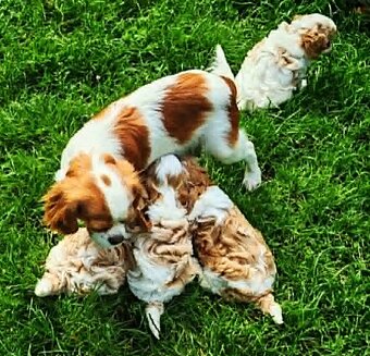CAVAPOO štěňátka - 8