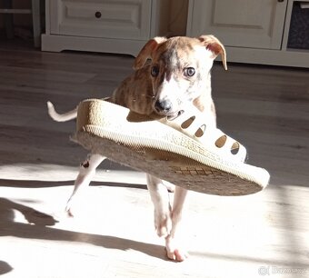 Whippet/Vipet s PP FCI - 8