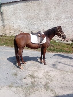 Prodám kobylku WPB - 8