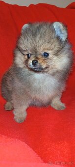 Pomeranian - 8