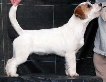 Jack Russell teriér – 4,5měsíční pejsek s PP k odběru - 8