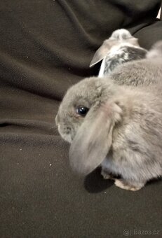 Zakrslý beránek králíček - 8