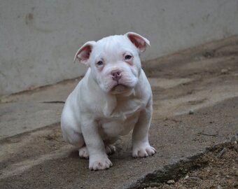 American bully pocket / standard - 8