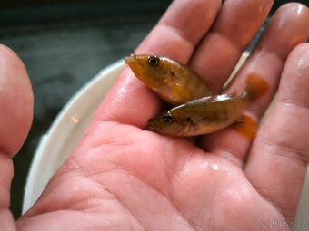 Malawi Tanganika - 8