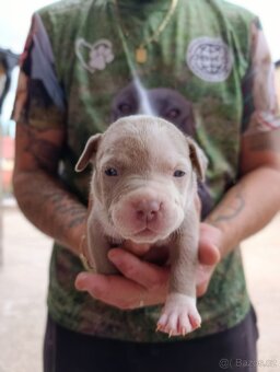 American Bully XL originální původní krev rodokmen ABKC USA - 8