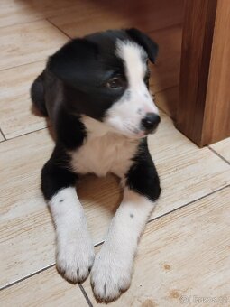 Border kolie již k odběru - 8