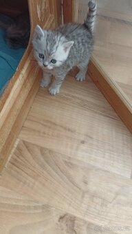 Britský whiskas kocourek s PP - 8