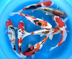 Koi kapr originál Japonsko - 8