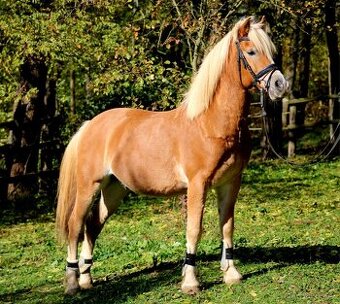 Pony valach Hafling 144cm - 8