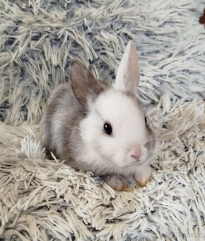 Zakrslý krátkouchý - 8