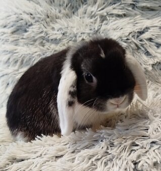 Minilop - anglický zakrslý beránek - Max - 8