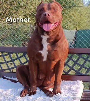 American Bully XL - ke krytí - 8
