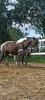 Appaloosa přiouštění klisen - 8