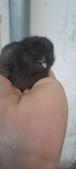 Kuřátka hedvábničky, zakrslá rousná - 8