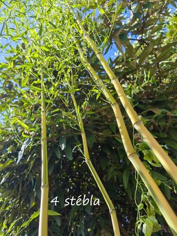 Bambus Phyllostachys bisseti nebo Phyllostachys aureosulcat - 8