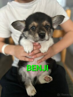 Welsh Corgi Pembroke - 8