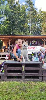 Štěňátka Akita Inu - 8