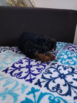 Trpasličí pudl - 8