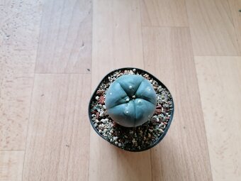 Kaktusy sbírka 4 kaktusů Astrophytum a Lophophora - 8