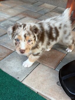 Australsky ovciak s PP - 8