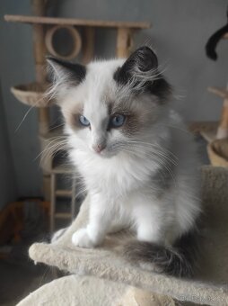 Ragdoll koťata bez PP - 8