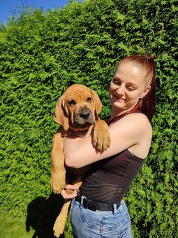 TOSA INU chlapeček AKI - 8