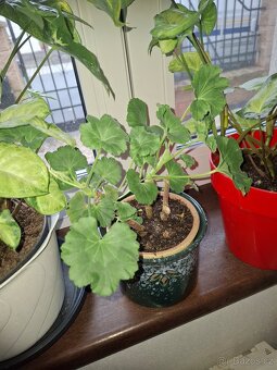 Anturie červená a jiné - 8