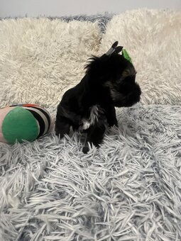 Jorkširský teriér s PP - 8