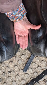 Drezurní sedlo Kieffer - 8