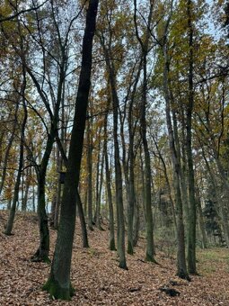 Prodám lesní pozemek v k.ú. Snopoušovy Dolní Lukavice, okres - 8