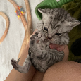 Britská (whiskas) bílé kotě - 8